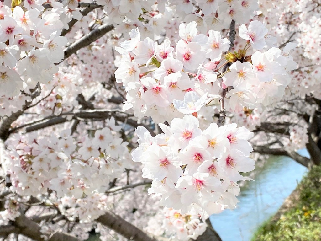 平田川